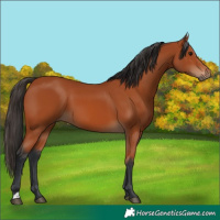 Horse Color:Bay 