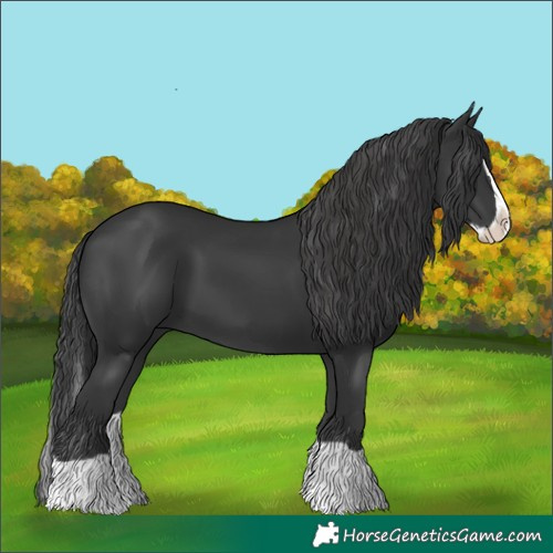Horse Color:Black Splash 