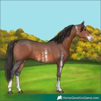 Horse Color:Brown Sabino