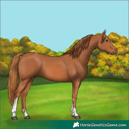 Horse Color:Chestnut Tobiano 