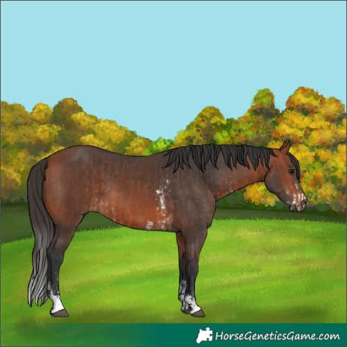 Horse Color:Bay Sabino  and Bay 