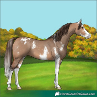 Horse Color:Bay Dun Sabino Blanket 