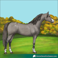 Horse Color:Grullo Varnish