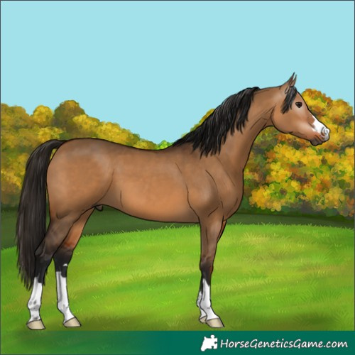 Horse Color:Gray Bay Dun 