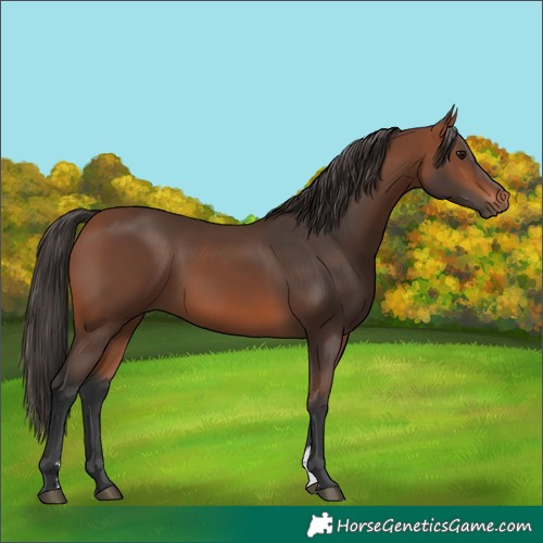 Horse Color:Bay Sabino 