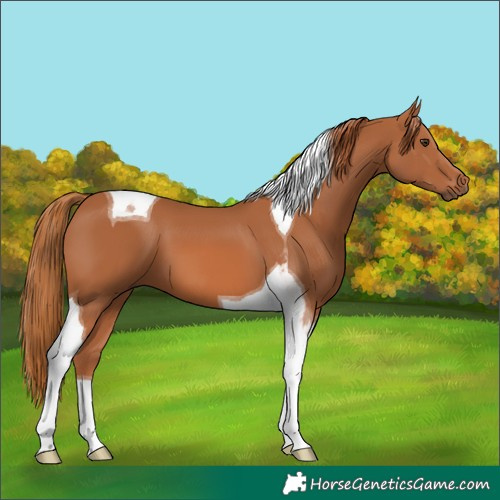 Horse Color:Chestnut Tobiano 
