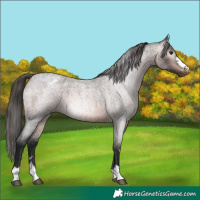 Horse Color:Gray Bay Roan Appaloosa Rabicano
