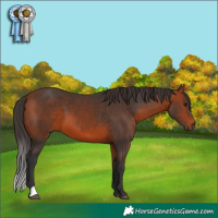 Horse Color:Bay 