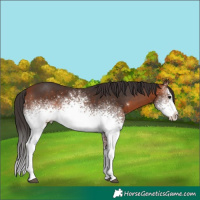 Horse Color:White Spotted Bay 