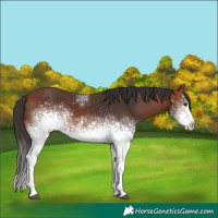 Horse Color:White Spotted Bay 