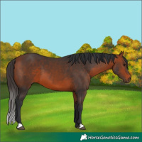 Horse Color:Bay 
