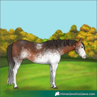 Horse Color:White Spotted Bay 