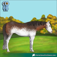 Horse Color:White Spotted Bay 