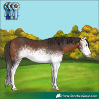 Horse Color:White Spotted Bay 