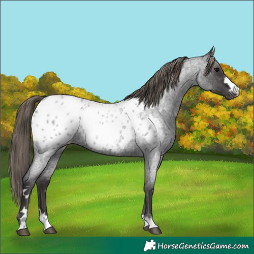Horse Color:Smoky Blue Roan Appaloosa 
