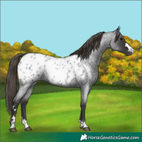 Horse Color:Smoky Blue Roan Appaloosa 