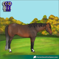 Horse Color:Bay 