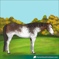 Horse Color:White Spotted Brown 