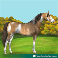 Horse Color:Buckskin Sabino Rabicano