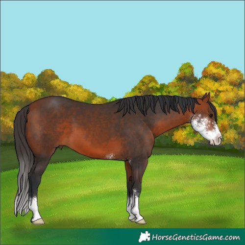 Horse Color:Bay Sabino 