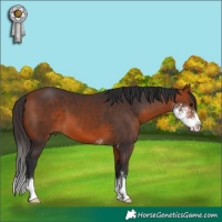 Horse Color:Bay Sabino 