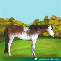 Horse Color:White Spotted Bay 