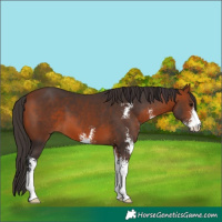 Horse Color:Bay Sabino 