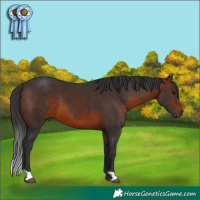 Horse Color:Brown 
