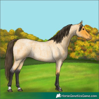 Horse Color:Buckskin Roan 