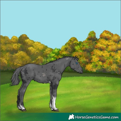 Horse Color:Black Merle Tobiano 