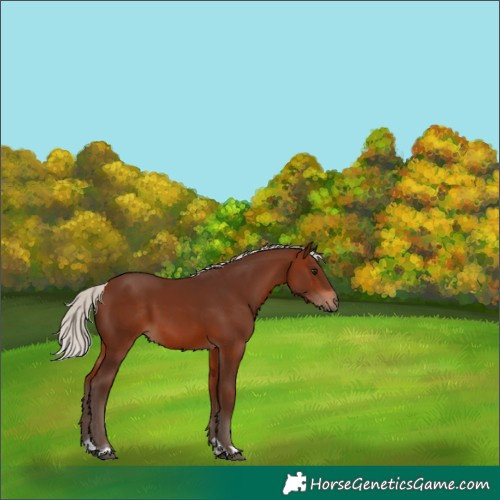 Horse Color:Silver Brown Tobiano 