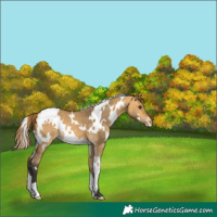Horse Color:White Spotted Buckskin Dun Appaloosa 