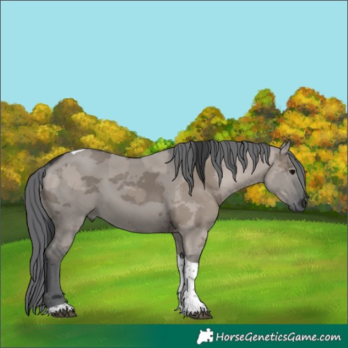 Horse Color:Grullo Merle Tobiano 