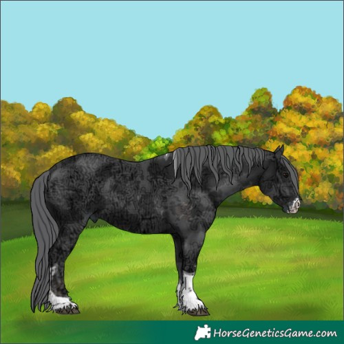 Horse Color:Black Ice Merle Sabino Tobiano 