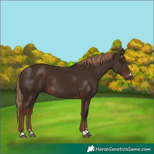 Horse Color:Liver Chestnut Rabicano