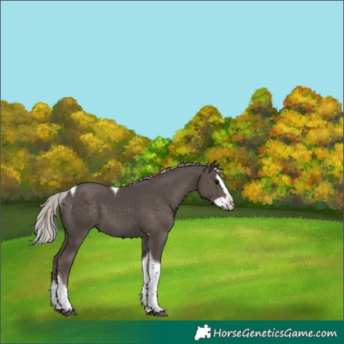 Horse Color:Silver Black Splash Tobiano 