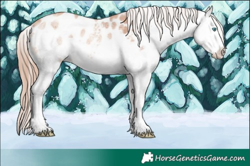 Horse Color:White Spotted Gold Champagne Ice Splash Appaloosa 