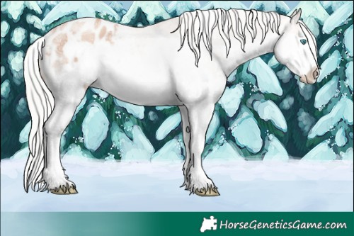 Horse Color:Silver Classic Champagne Ice Splash Frame Appaloosa Rabicano 