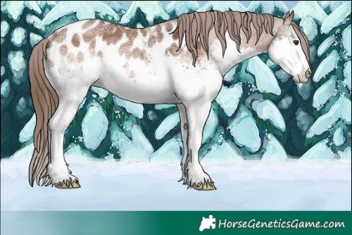 Horse Color:White Spotted Liver Chestnut Ice Splash Appaloosa Rabicano 