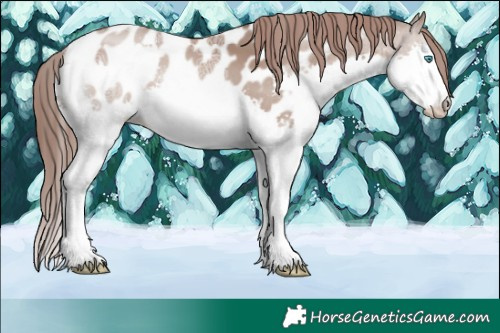 Horse Color:Classic Champagne Ice Splash Appaloosa 