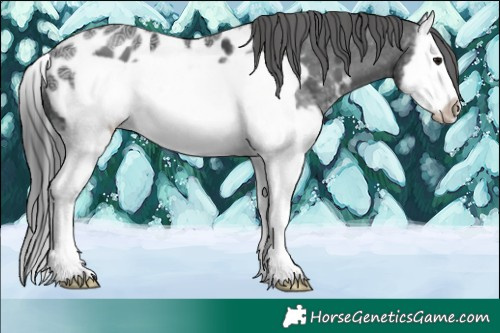 Horse Color:White Spotted Black Ice Splash Frame Appaloosa 
