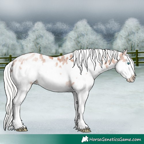 Horse Color:Silver Classic Champagne Ice Splash Frame Appaloosa Rabicano