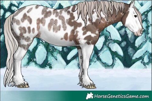 Horse Color:Silver Black Ice Splash Appaloosa Rabicano
