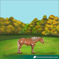 Horse Color:White Spotted Chestnut 
