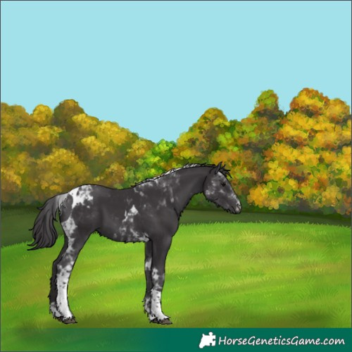 Horse Color:Smoky Black Tobiano 