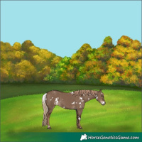 Horse Color:White Spotted Liver Red Dun 