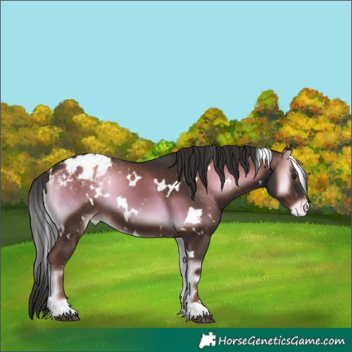 Horse Color:White Spotted Liver Red Onyx Appaloosa