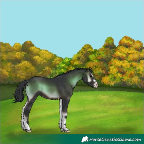 Horse Color:Unknown 