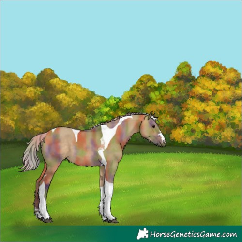 Horse Color:Nacre Silver Brown Dun Tobiano 