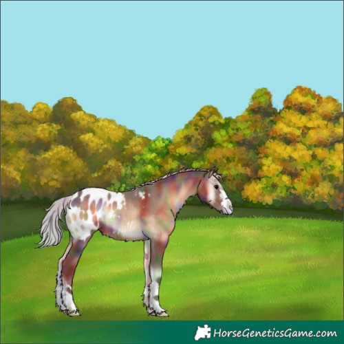 Horse Color:Nacre Silver Bay Onyx Appaloosa 
